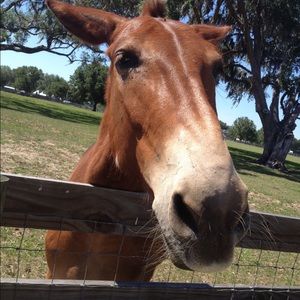 Meet your Posher, Susan